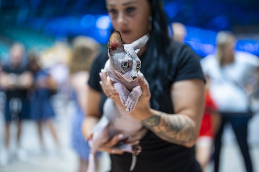 Międzynarodowa wystawa kotów rasowych w hali Orbita we Wrocławiu, 7-8 września 2024